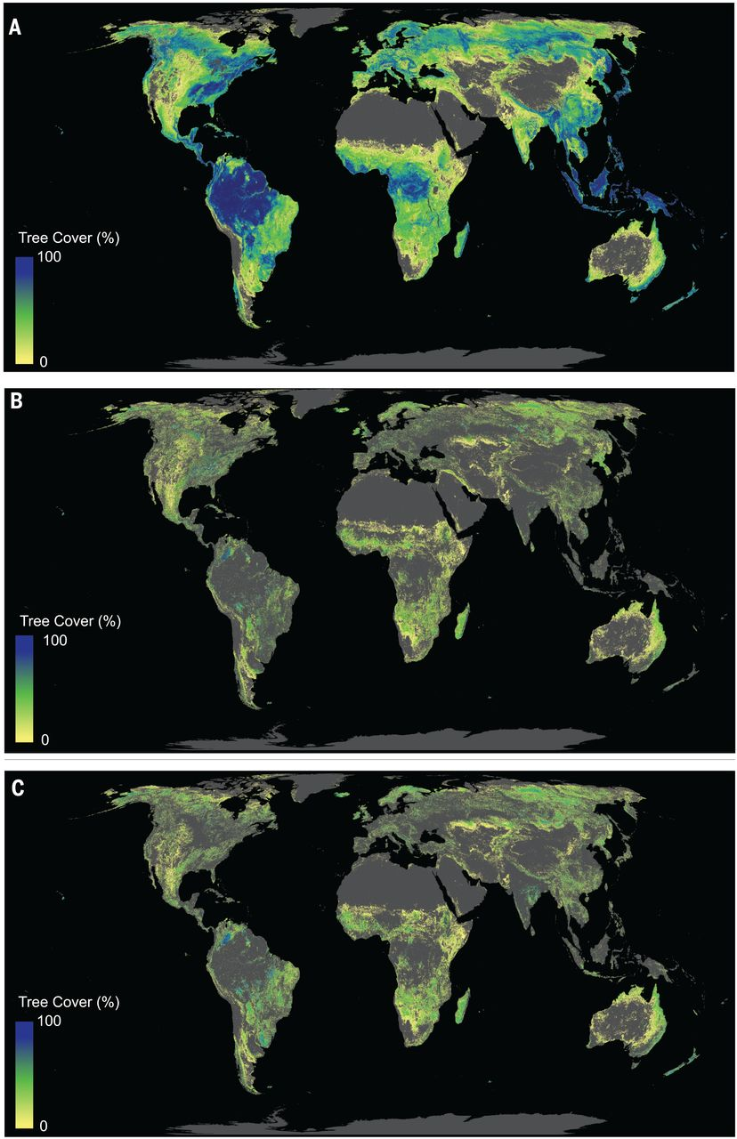 Three world maps with scenarios of tree coverage