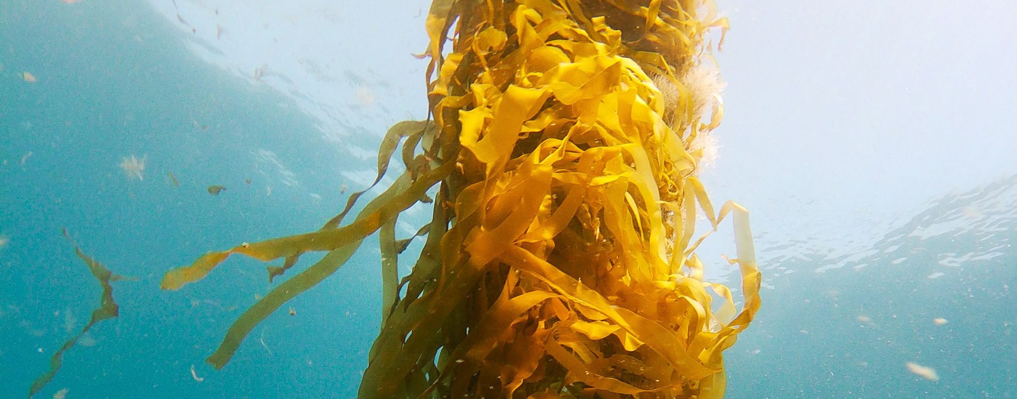 Kelp in water